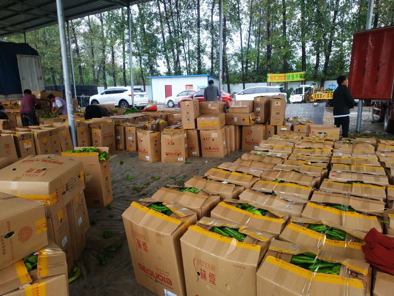夏邑精品鲜辣椒，301辣椒河南产地直发全国