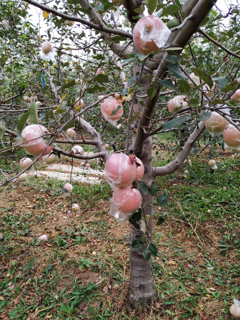 夏县水果，红富士苹果