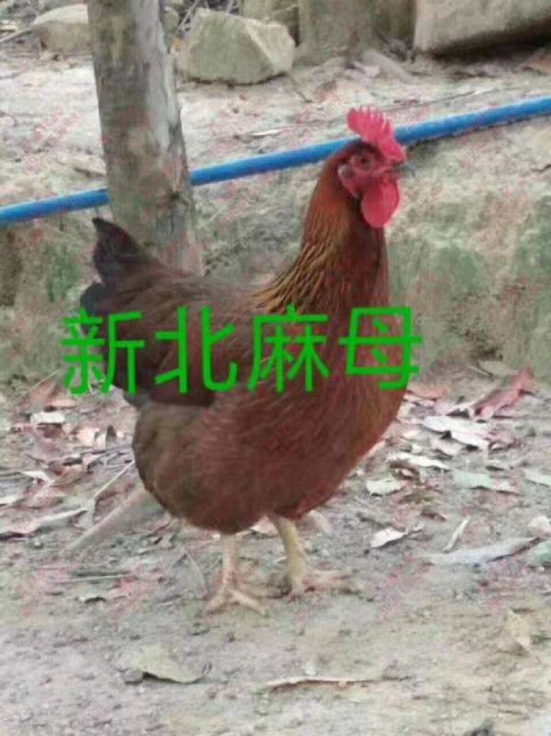 大种麻鸡苗新北麻母长速快出栏早麻六，麻七母苗公苗质量正宗