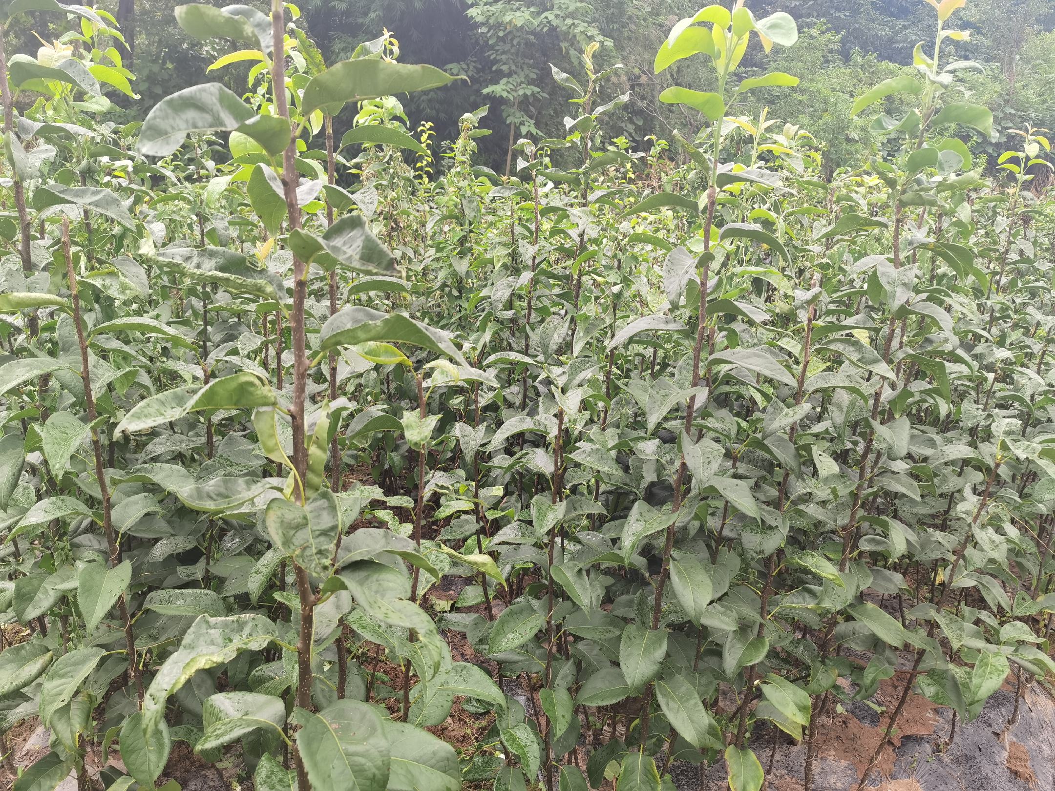 翠冠梨产业发展趋势图