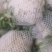 新野有机花菜，新野诚信赢天下蔬菜专业社供，