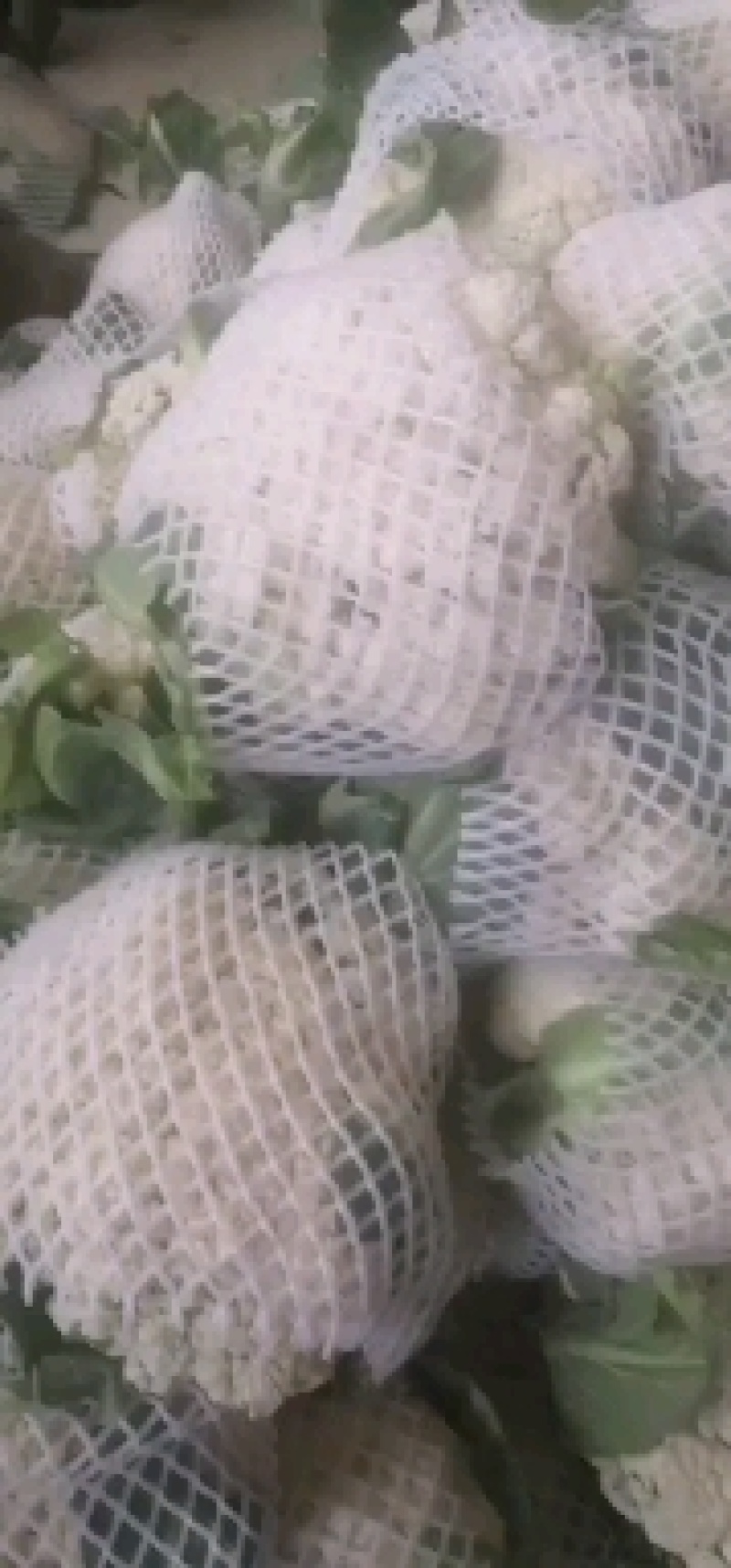 新野有机花菜，新野诚信赢天下蔬菜专业社供，