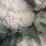 新野有机花菜，新野诚信赢天下蔬菜专业社供，