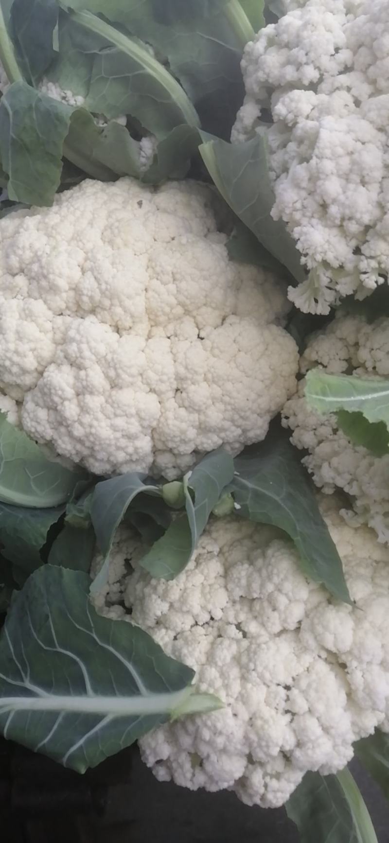 新野有机花菜，新野诚信赢天下蔬菜专业社供，