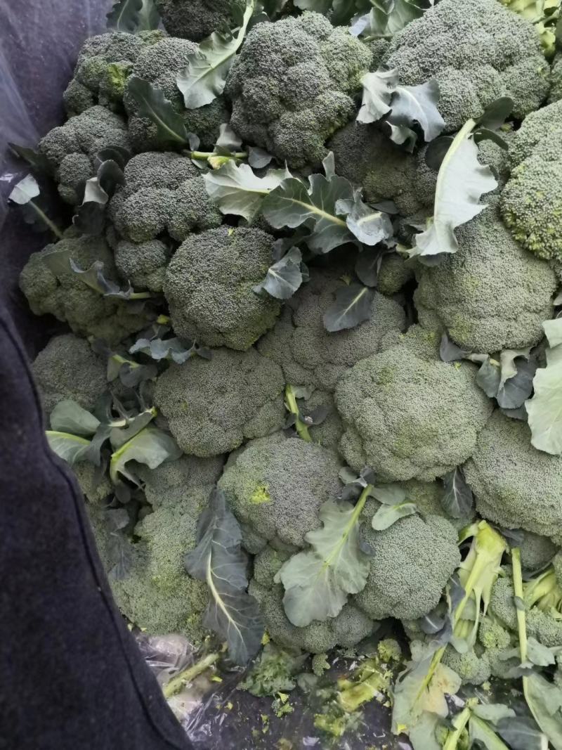 新野县诚信赢天下蔬菜专业社，为客户供应特绿“西兰花“优质
