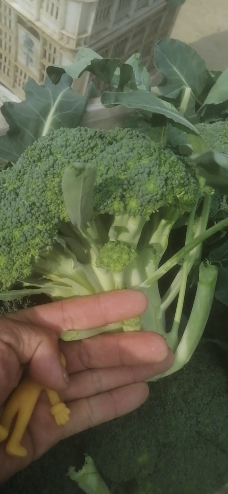 新野县诚信赢天下蔬菜专业社，为客户供应特绿“西兰花“优质
