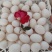 鸽子蛋，鲜鸽蛋，种鸽蛋，