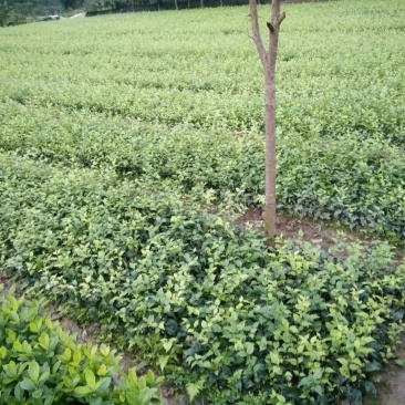 优质大颗粒小叶苦丁茶种苗