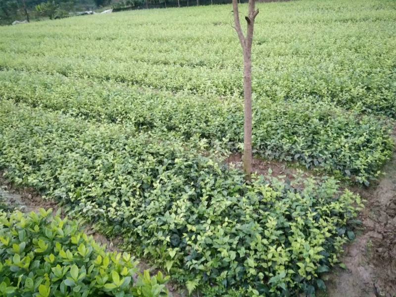 优质大颗粒小叶苦丁茶种苗
