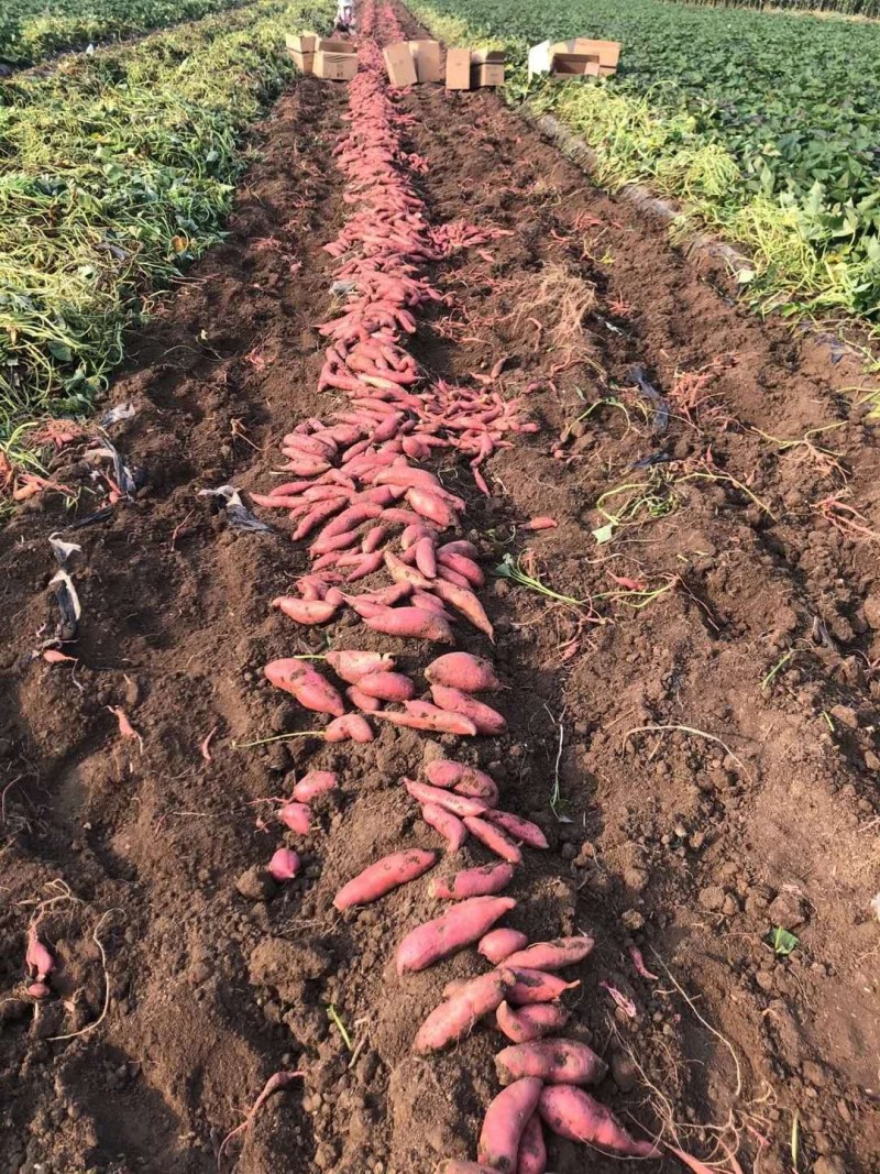经典红薯，无丝超甜，纯甜口，现挖
