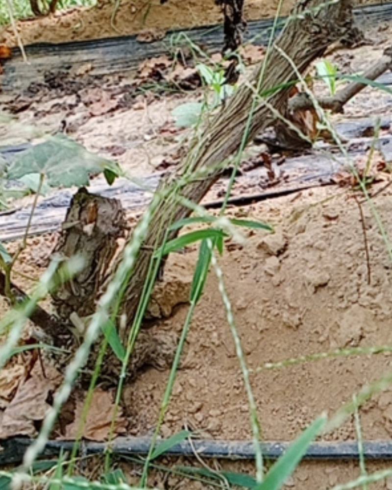 出售8000棵4年占地葡萄树