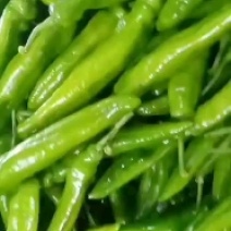 尖椒，精品尖椒，青辣椒