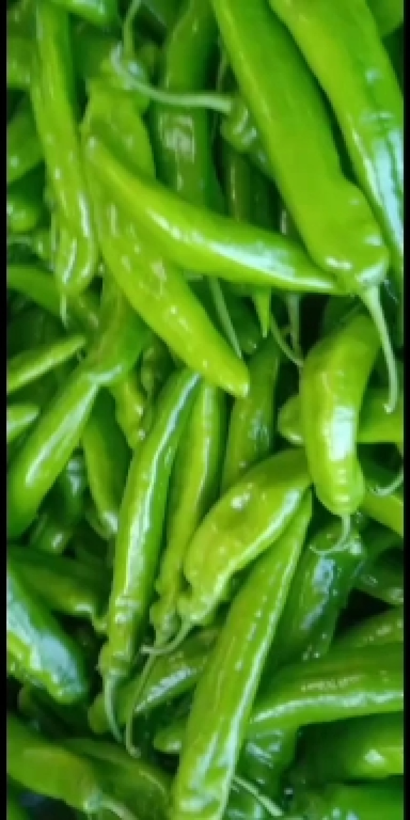 尖椒，精品尖椒，青辣椒