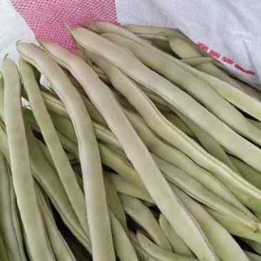 豆角，白芸豆，架豆王，白豆角，