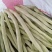 豆角，白芸豆，架豆王，白豆角，