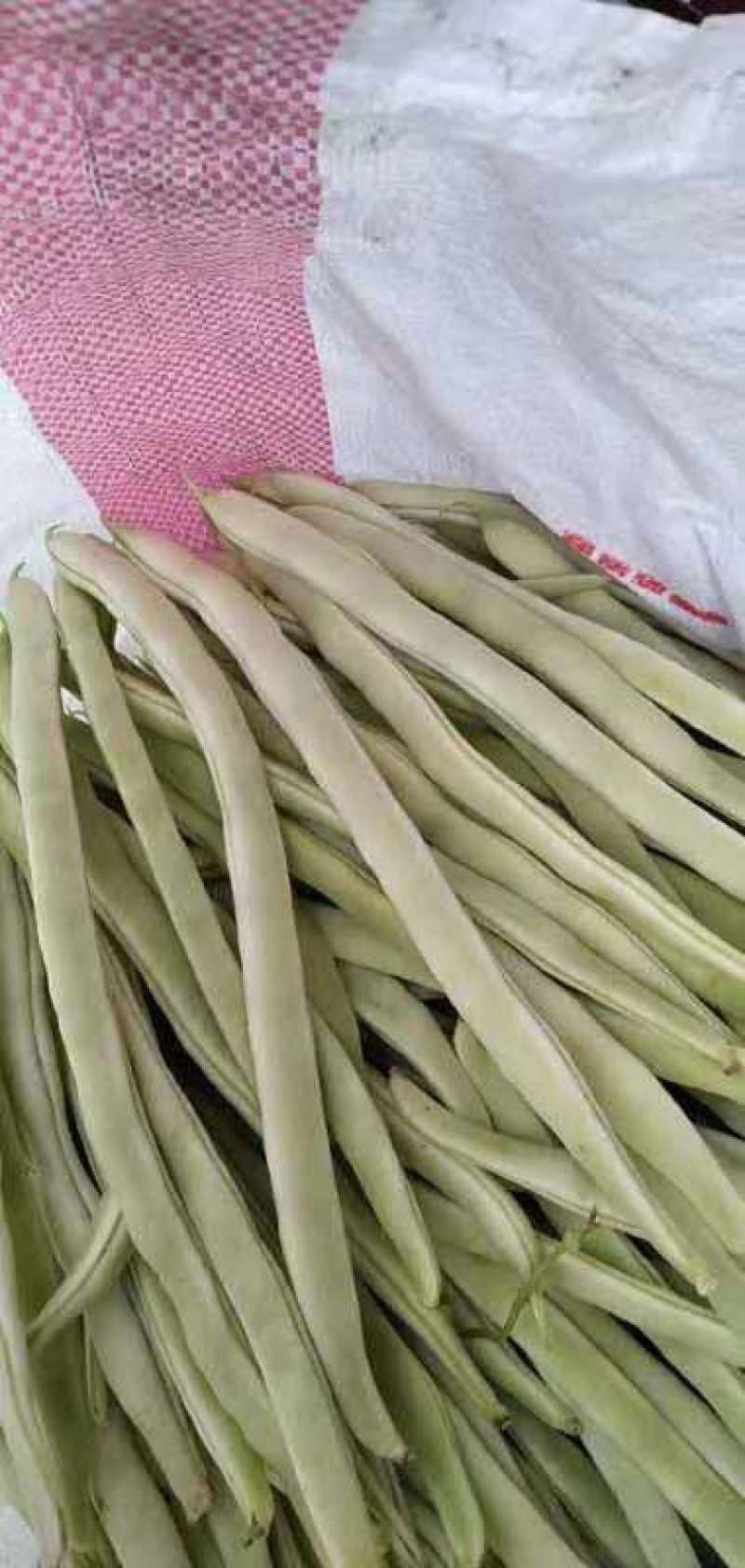 豆角，白芸豆，架豆王，白豆角，