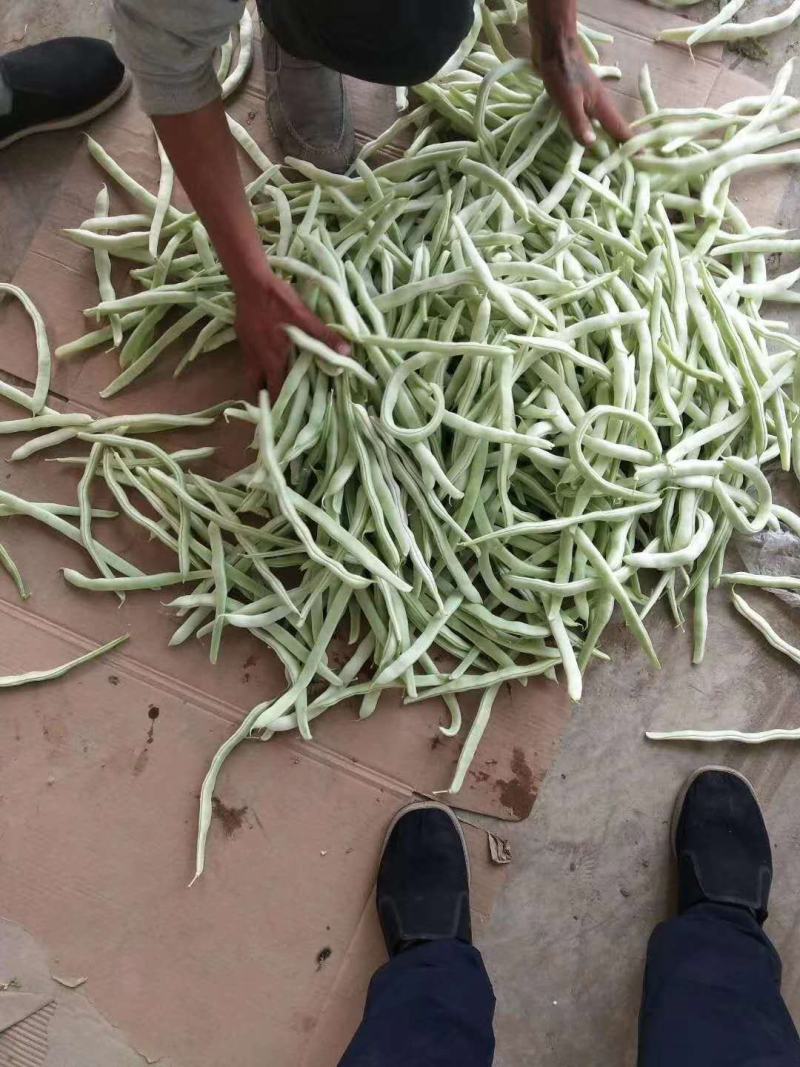 豆角，白芸豆，架豆王，白豆角，