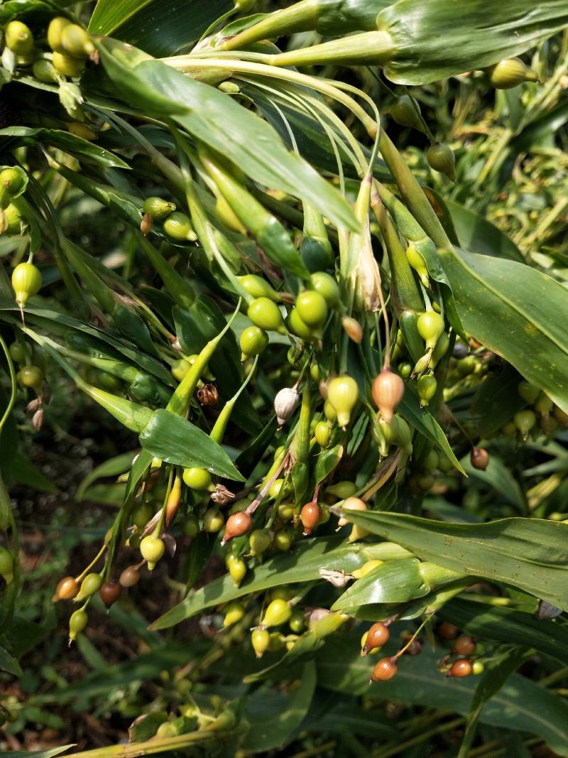 绿谷(薏米谷)，大量有货