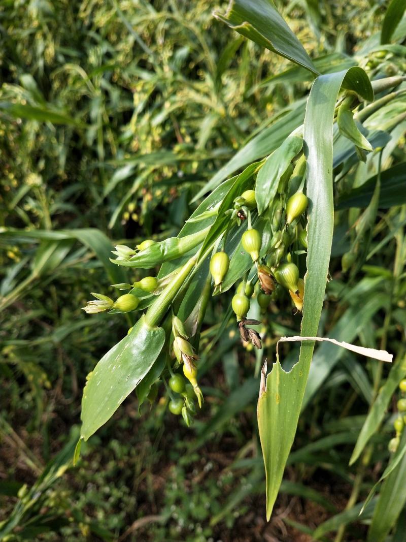 绿谷(薏米谷)，大量有货