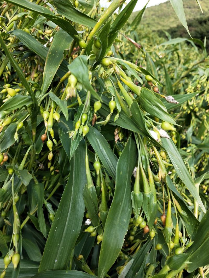 绿谷(薏米谷)，大量有货
