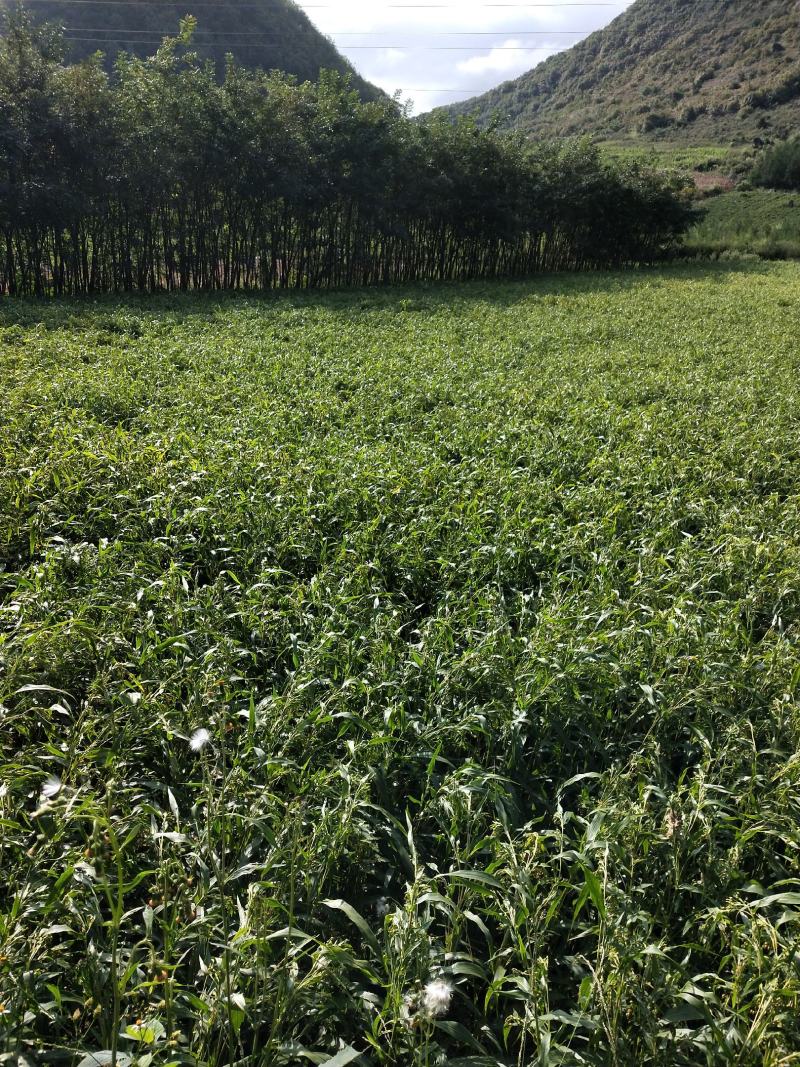 绿谷(薏米谷)，大量有货