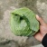 【甘蓝】湖北扁包菜原产地直发可视频看货量大从优