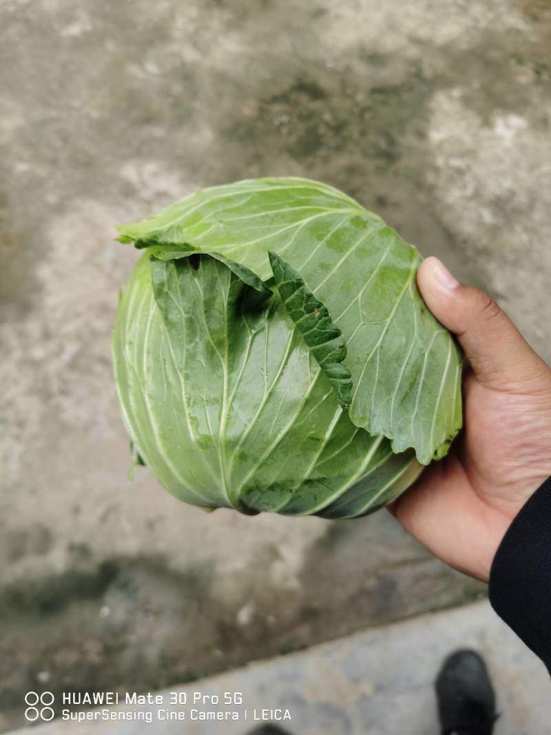 【甘蓝】湖北扁包菜原产地直发可视频看货量大从优