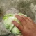 【甘蓝】湖北扁包菜原产地直发可视频看货量大从优