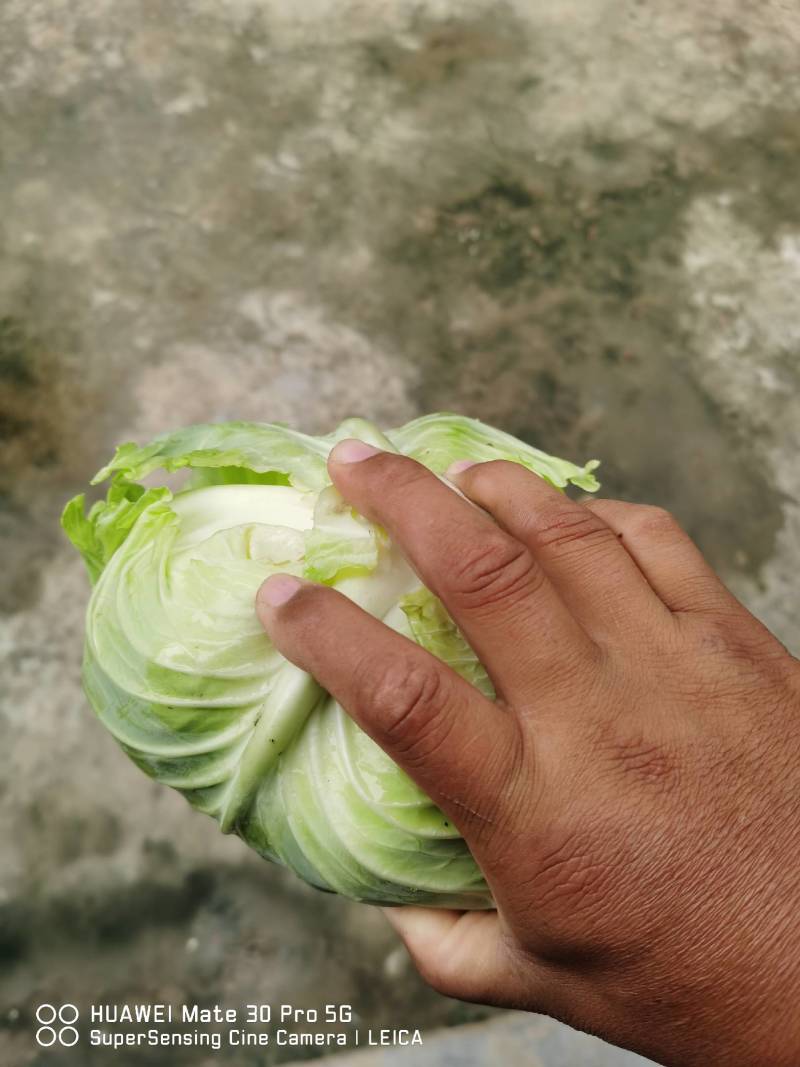 【甘蓝】湖北扁包菜原产地直发可视频看货量大从优