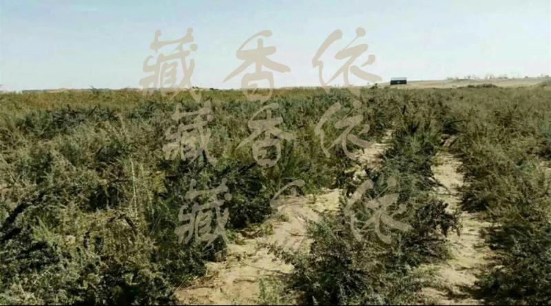 黑枸杞精品大果自产自销【诺木洪黑枸杞】一手货源