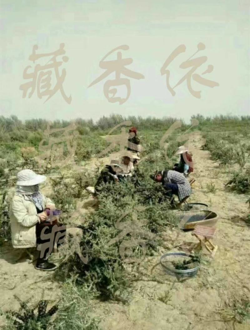黑枸杞精品大果自产自销【诺木洪黑枸杞】一手货源