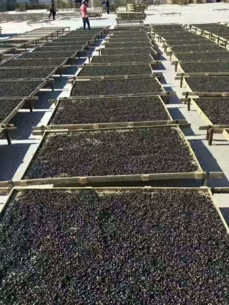 黑枸杞精品大果自产自销【诺木洪黑枸杞】一手货源