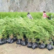 侧柏营养杯侧大量供应