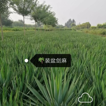 供应，剑麻30---60公分，有地苗，有杯苗