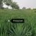供应，剑麻30---60公分，有地苗，有杯苗