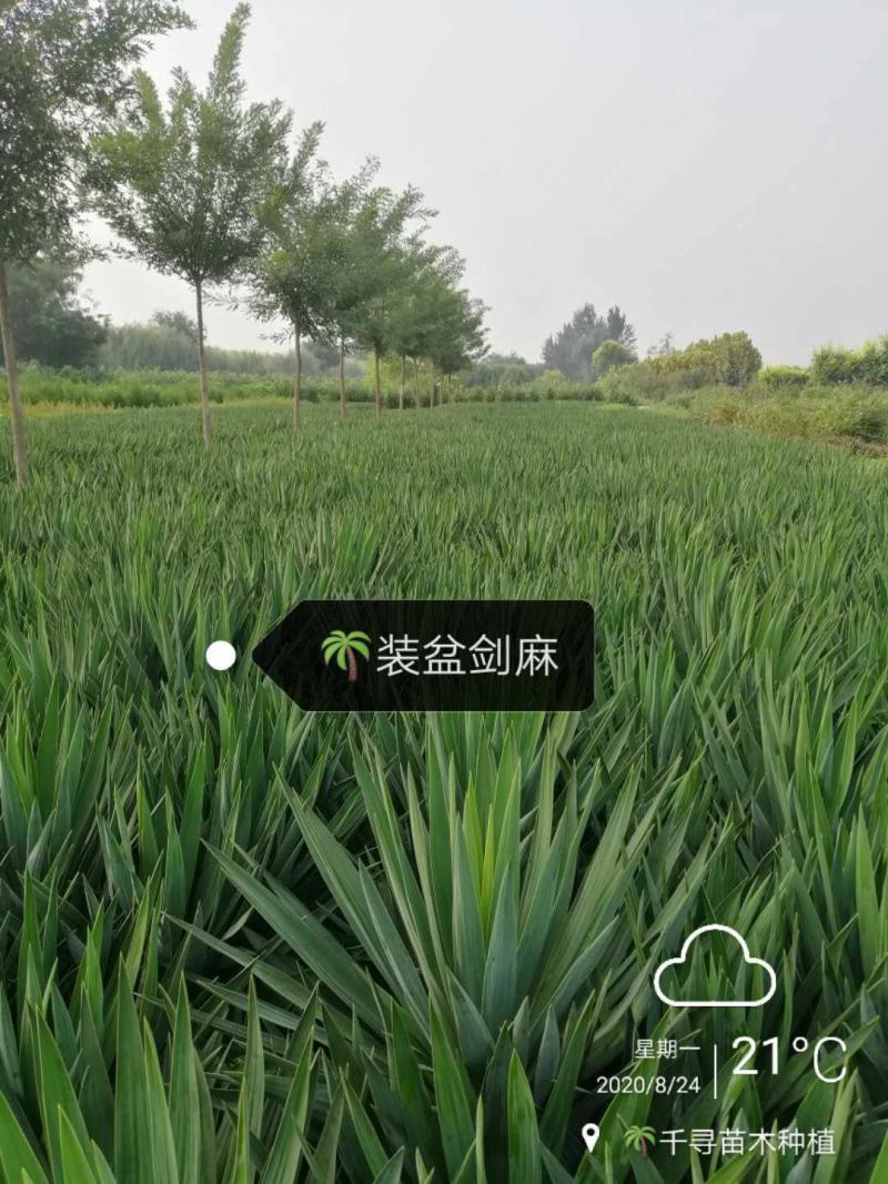 供应，剑麻30---60公分，有地苗，有杯苗