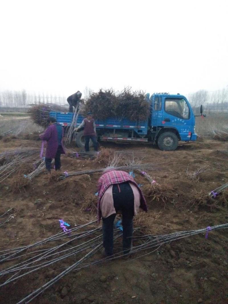 山东临沂苹果苗基地直发大量供应质量保证价格合理可视频看货