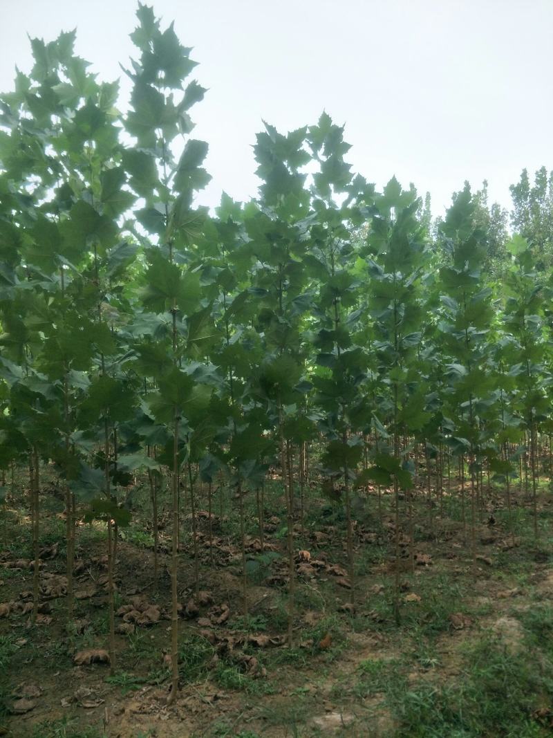 桐树苗法桐树苗速生法桐小苗山东济宁市乔泰园林