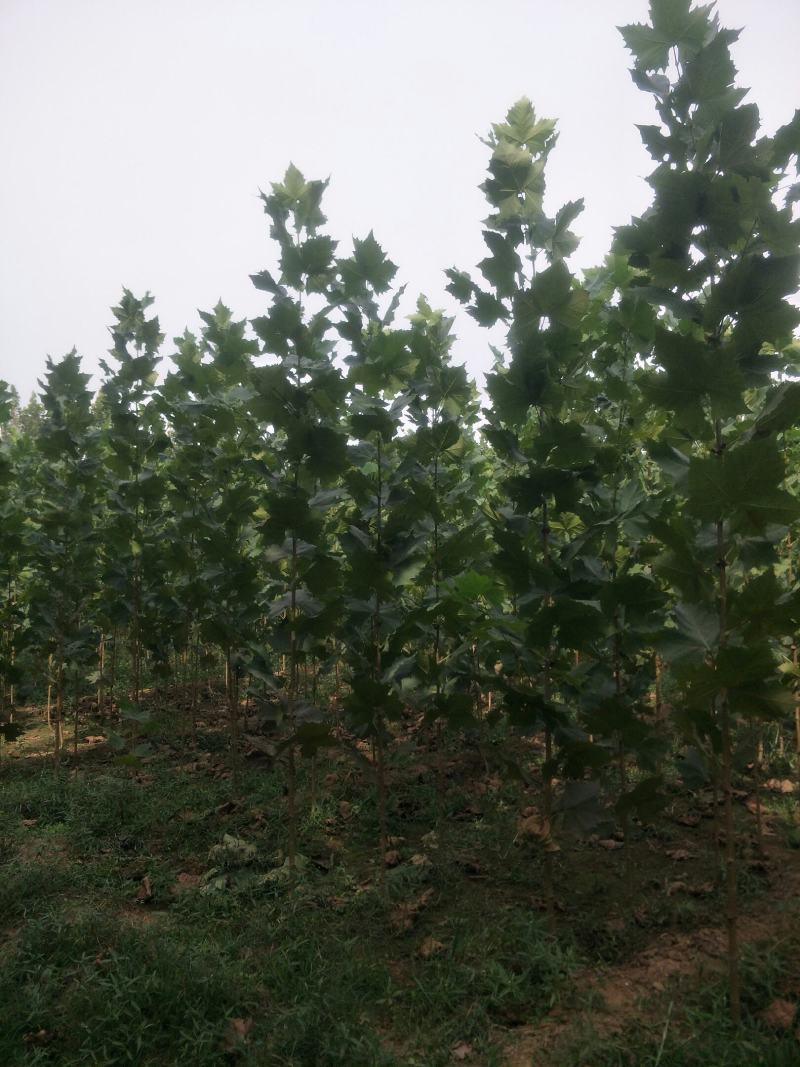 桐树苗法桐树苗速生法桐小苗山东济宁市乔泰园林