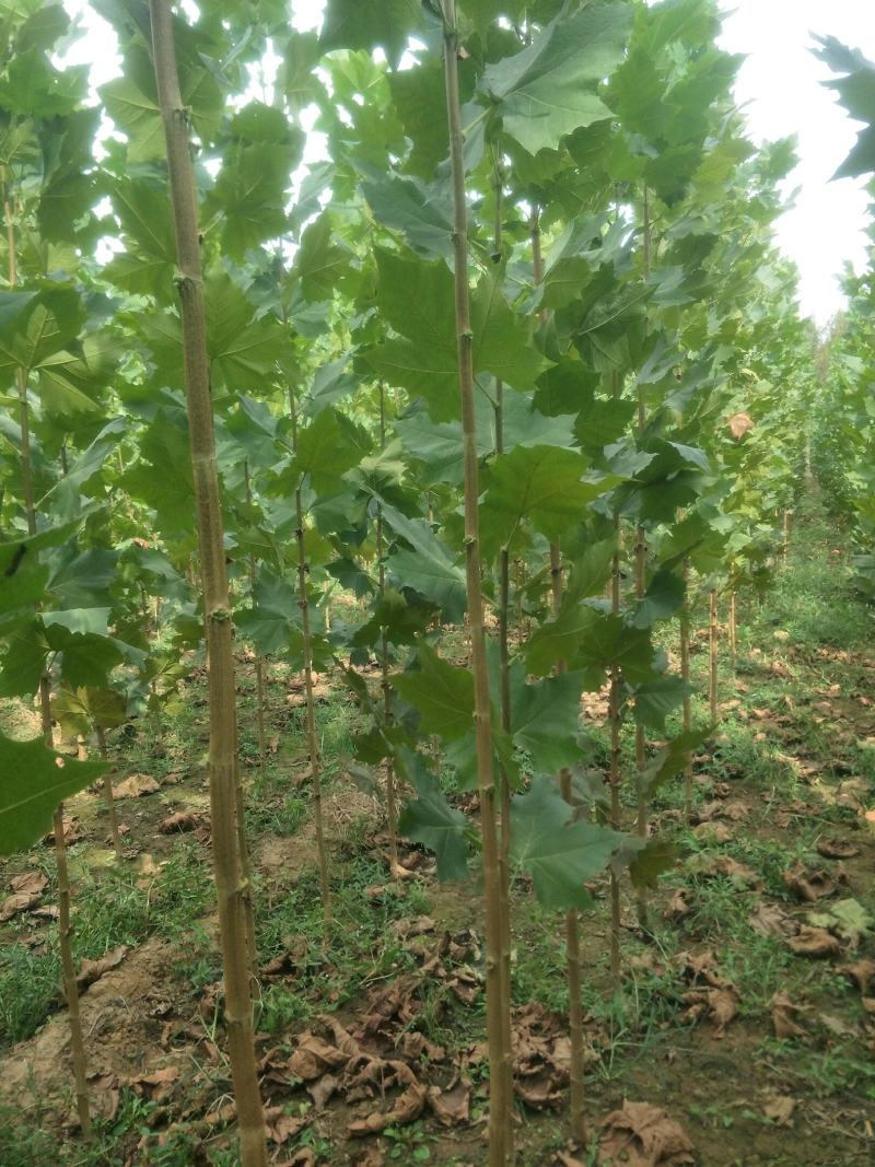 桐树苗法桐树苗速生法桐小苗山东济宁市乔泰园林