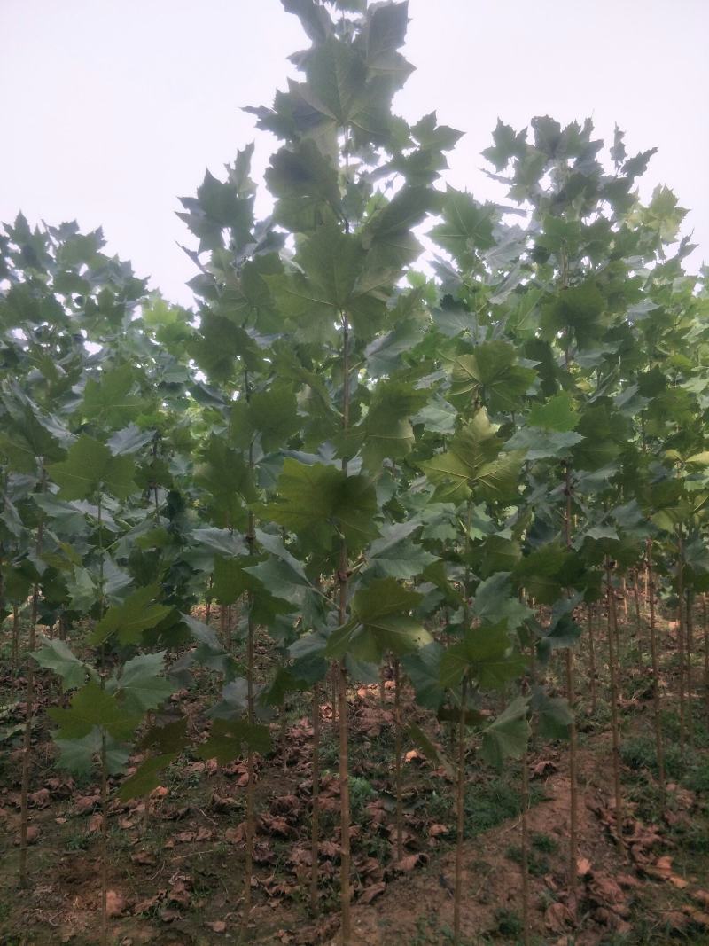桐树苗法桐树苗速生法桐小苗山东济宁市乔泰园林
