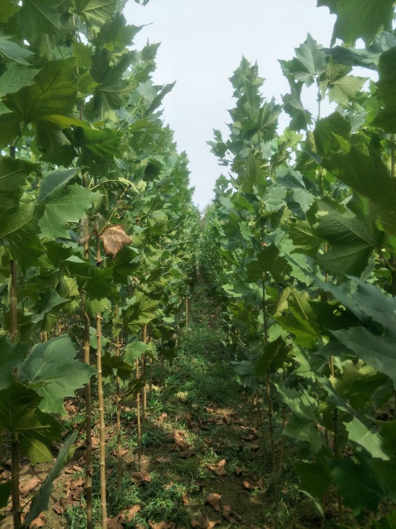 桐树苗法桐树苗速生法桐小苗山东济宁市乔泰园林