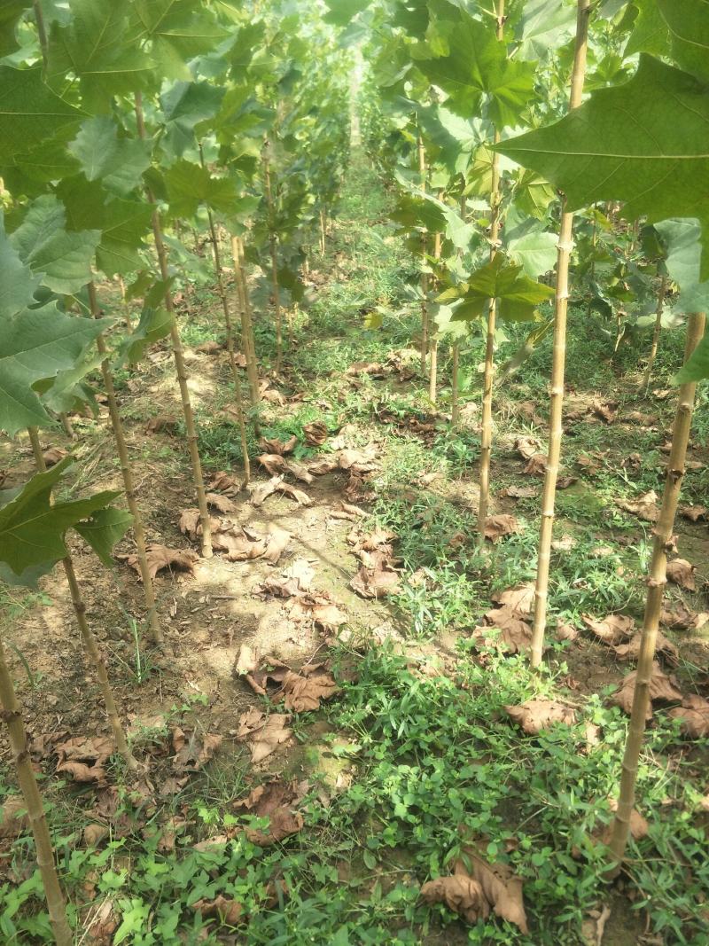 桐树苗法桐树苗速生法桐小苗山东济宁市乔泰园林