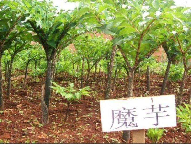 贵州高山花魔芋产地代收代发