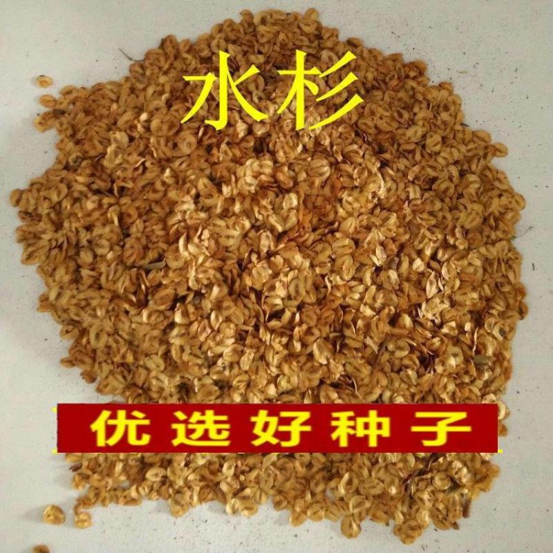 2021年新采杉木种子刺杉种子杉树种子水杉柳杉冷杉落羽杉