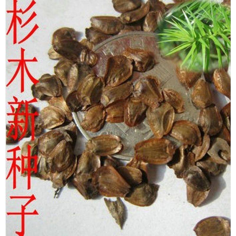 2021年新采杉木种子刺杉种子杉树种子水杉柳杉冷杉落羽杉