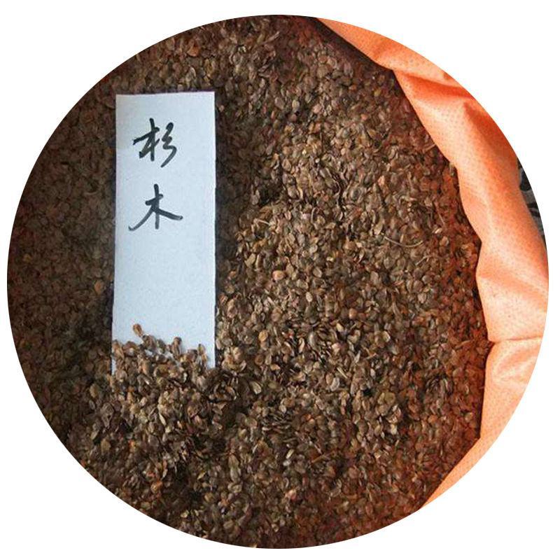2021年新采杉木种子刺杉种子杉树种子水杉柳杉冷杉落羽杉