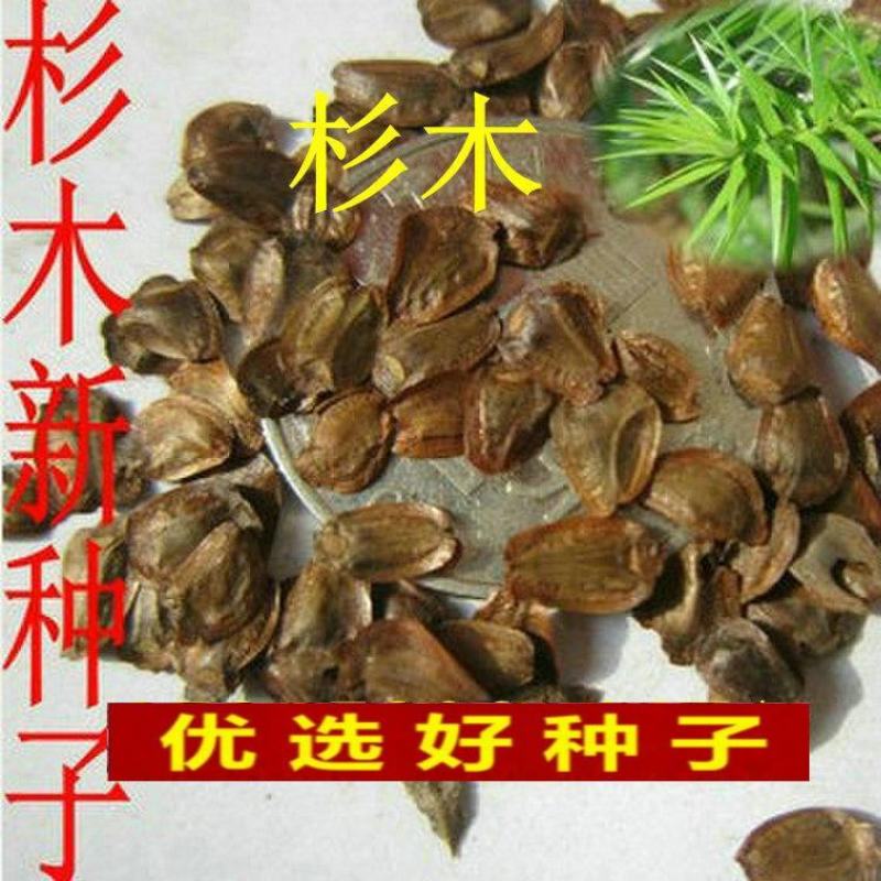 2021年新采杉木种子刺杉种子杉树种子水杉柳杉冷杉落羽杉