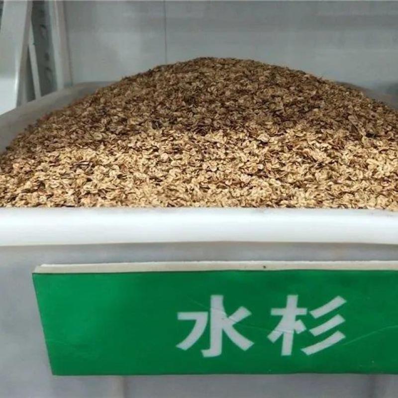 2021年新采杉木种子刺杉种子杉树种子水杉柳杉冷杉落羽杉