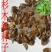 2021年新采杉木种子刺杉种子杉树种子水杉柳杉冷杉落羽杉